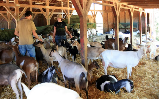 Happy goats from Redwood Hill Farm